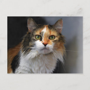 Calico Cat met lange haren Briefkaart