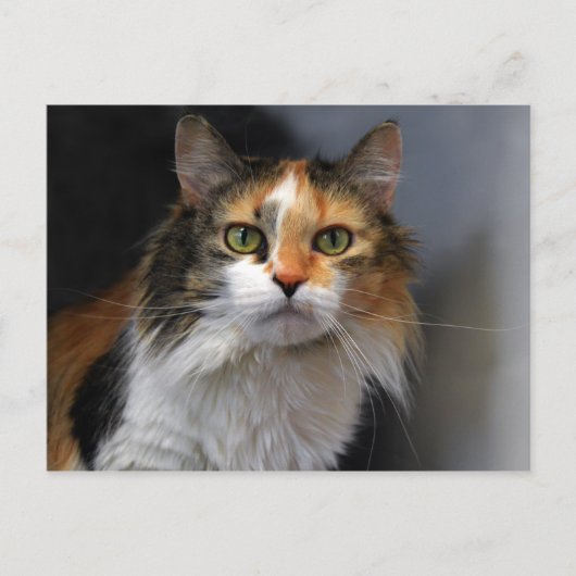 Calico Cat met lange haren Briefkaart (Voorkant)
