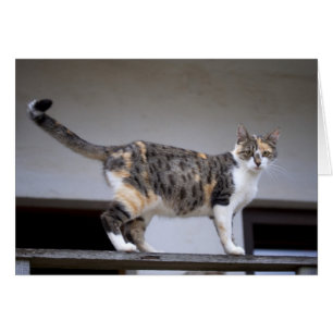 Calico Cat op het balkon