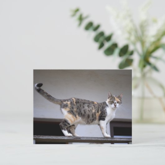 Calico Cat op het balkon Briefkaart (Staand voorkant)