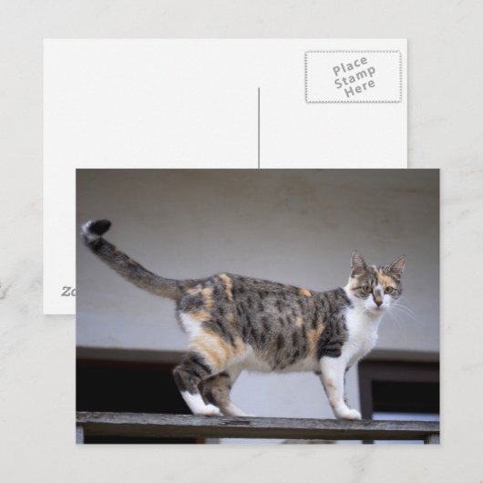 Calico Cat op het balkon Briefkaart (Voorkant / Achterkant)