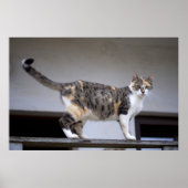 Calico Cat op het balkon Poster (Voorkant)