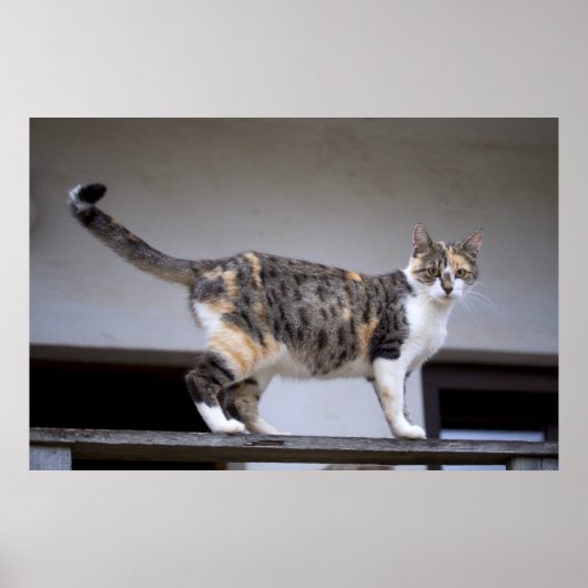 Calico Cat op het balkon Poster (Voorkant)