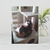 Calico Cat op kattenboom (Staand voorkant)