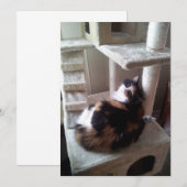 Calico Cat op kattenboom (Voorkant / Achterkant)