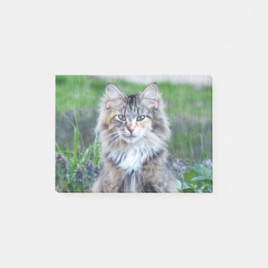 Calico Cat Post-it® Notes (Voorkant)