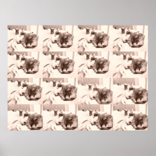 Calico Cat Poster