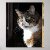 Calico Cat Poster (Voorkant)