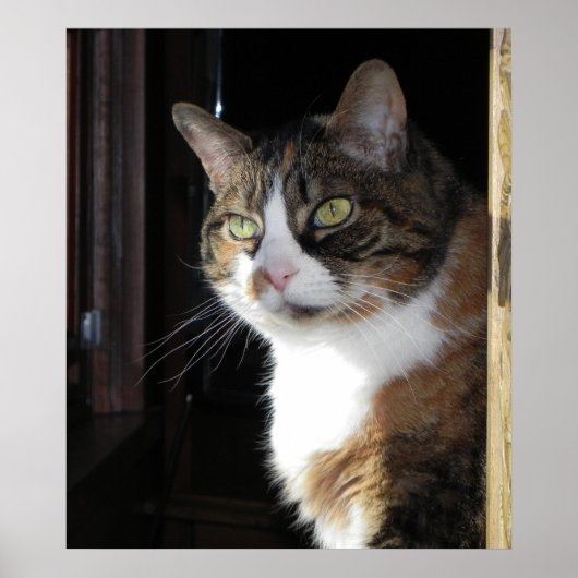 Calico Cat Poster (Voorkant)