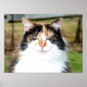 Calico Cat Poster (Voorkant)