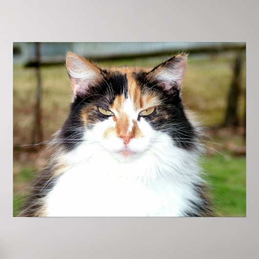 Calico Cat Poster (Voorkant)