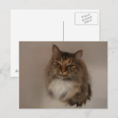 Calico Cat-postkaart Briefkaart (Voorkant / Achterkant)
