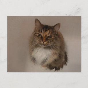 Calico Cat-postkaart Briefkaart
