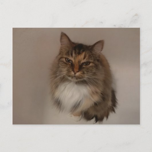 Calico Cat-postkaart Briefkaart (Voorkant)