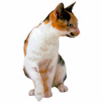 Calico Cat Staand Fotobeeldje<br><div class="desc">Deze fotosculptuur is van een mooie Calico Cat. U kunt dit ontwerp aanpassen en tot het in een verscheidenheid van grootte opdracht geven. Dit Calico Cat-ontwerp is ook beschikbaar in de vorm van geknipte,  gekapte magneten,  siervoorwerpen,  spelden en sleutelhangers.</div>