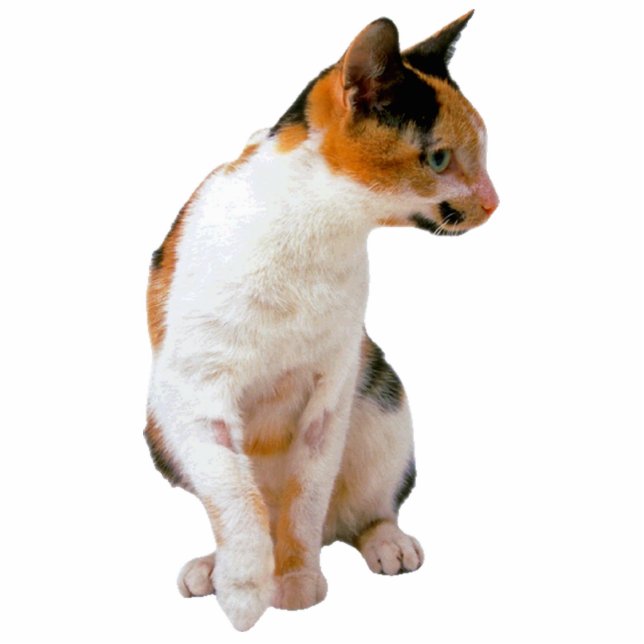 Calico Cat Staand Fotobeeldje (Voorkant)