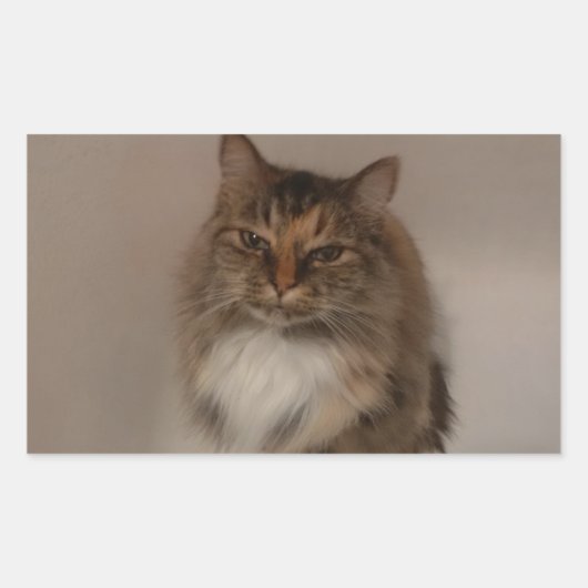Calico Cat-Stickers Rechthoekige Sticker (Voorkant)