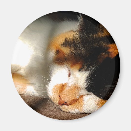 Calico Cat Sunning Magneet (Voorkant)