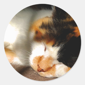 Calico Cat Sunning Ronde Sticker