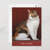 Calico Cats Rule! Post Card Briefkaart (Voorkant / Achterkant)