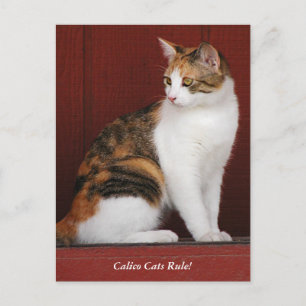 Calico Cats Rule! Post Card Briefkaart