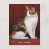 Calico Cats Rule! Post Card Briefkaart (Voorkant)