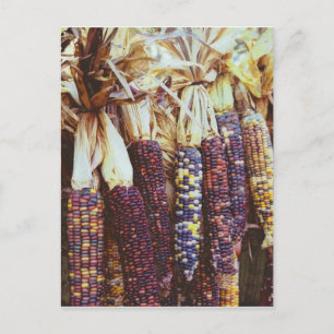 Calico Corn Briefkaart
