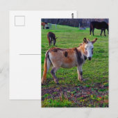 Calico Donkey Briefkaart (Voorkant / Achterkant)