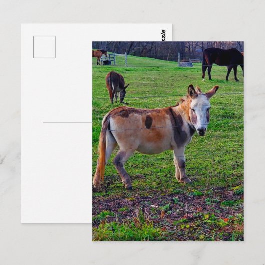 Calico Donkey Briefkaart (Voorkant / Achterkant)