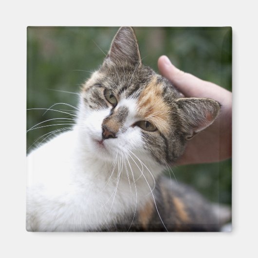 Calico Enjoys A Stroke Magneet (Voorkant)