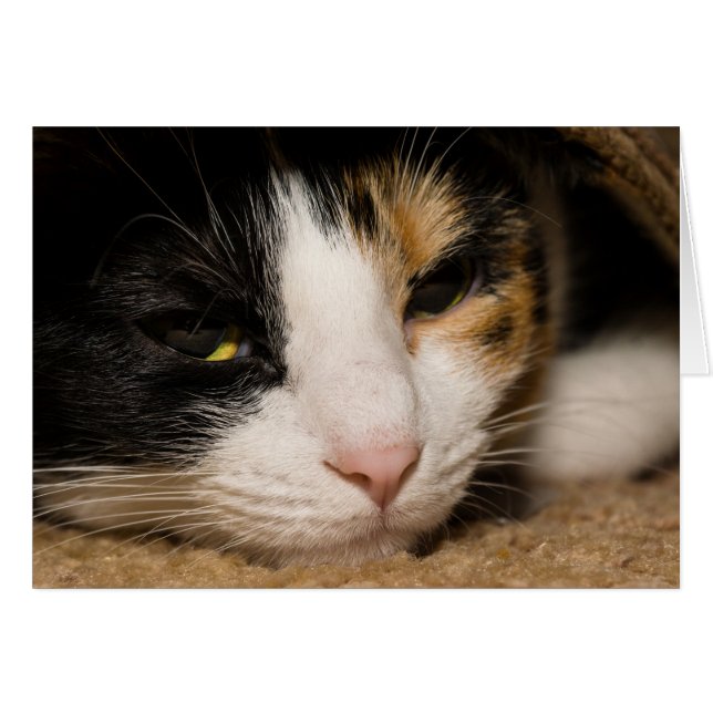 Calico Face (Voorkant Horizontaal)