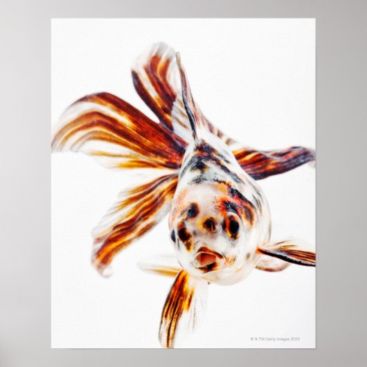 Calico Fantail Comet goldfish (Carassius) Poster (Voorkant)