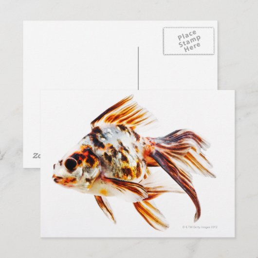 Calico Fantail Comet goudvis Briefkaart (Voorkant / Achterkant)