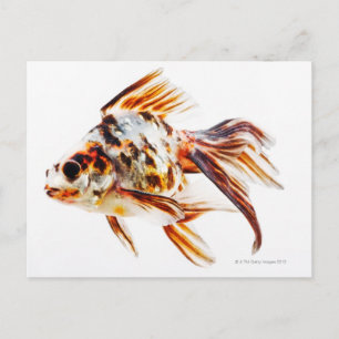 Calico Fantail Comet goudvis Briefkaart