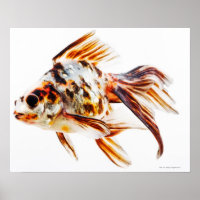 Calico Fantail Comet goudvis