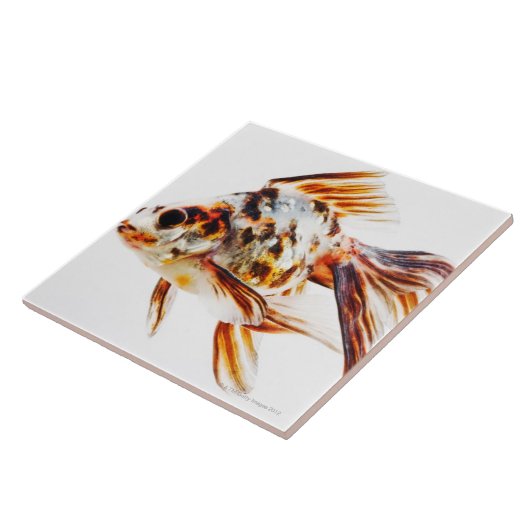 Calico Fantail Comet goudvis Tegeltje (Zijkant)