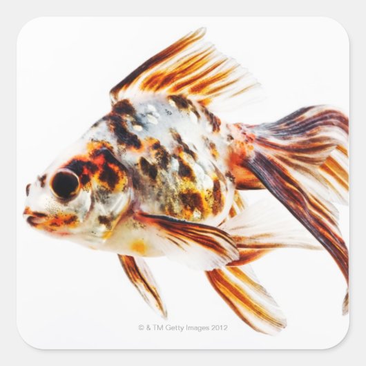 Calico Fantail Comet goudvis Vierkante Sticker (Voorkant)