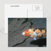 Calico Fish Briefkaart (Voorkant / Achterkant)