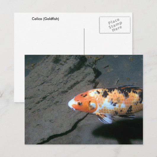 Calico Fish Briefkaart (Voorkant / Achterkant)