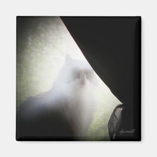 Calico Ghost Cat door djoneill Magneet (Voorkant)