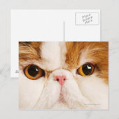 Calico Harlequin Persian Briefkaart (Voorkant / Achterkant)