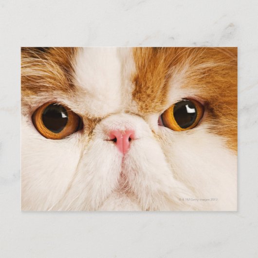 Calico Harlequin Persian Briefkaart (Voorkant)