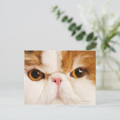 Calico Harlequin Persian Briefkaart (Staand voorkant)