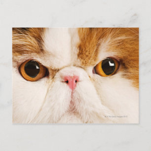Calico Harlequin Persian Briefkaart