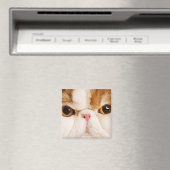 Calico Harlequin Persian Magneet (Insitu (Vaatwasser))