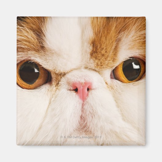 Calico Harlequin Persian Magneet (Voorkant)