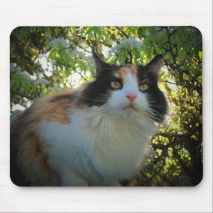 Calico in bloeiende appelboom muismat