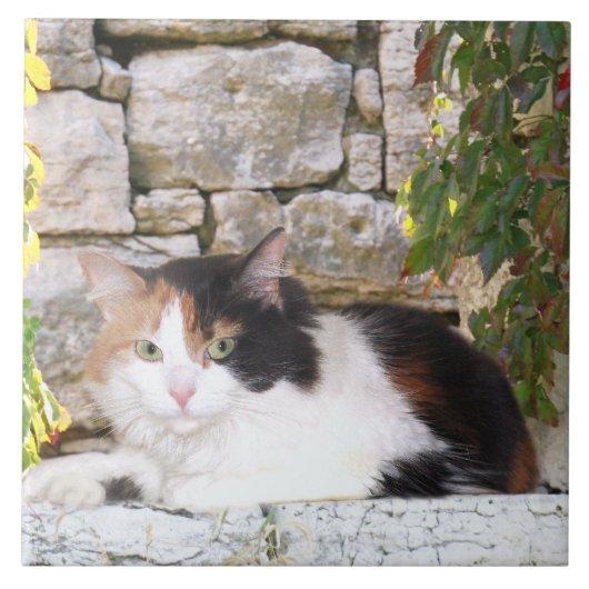 Calico in een steenraam tegeltje (Voorkant)