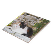 Calico in een steenraam tegeltje (Zijkant)