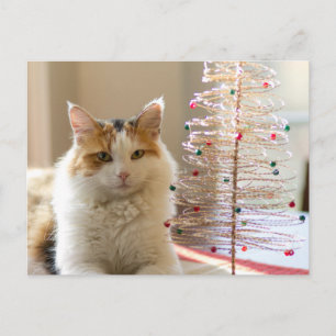 Calico jas liggend bij haar mini kerstboom feestdagenkaart